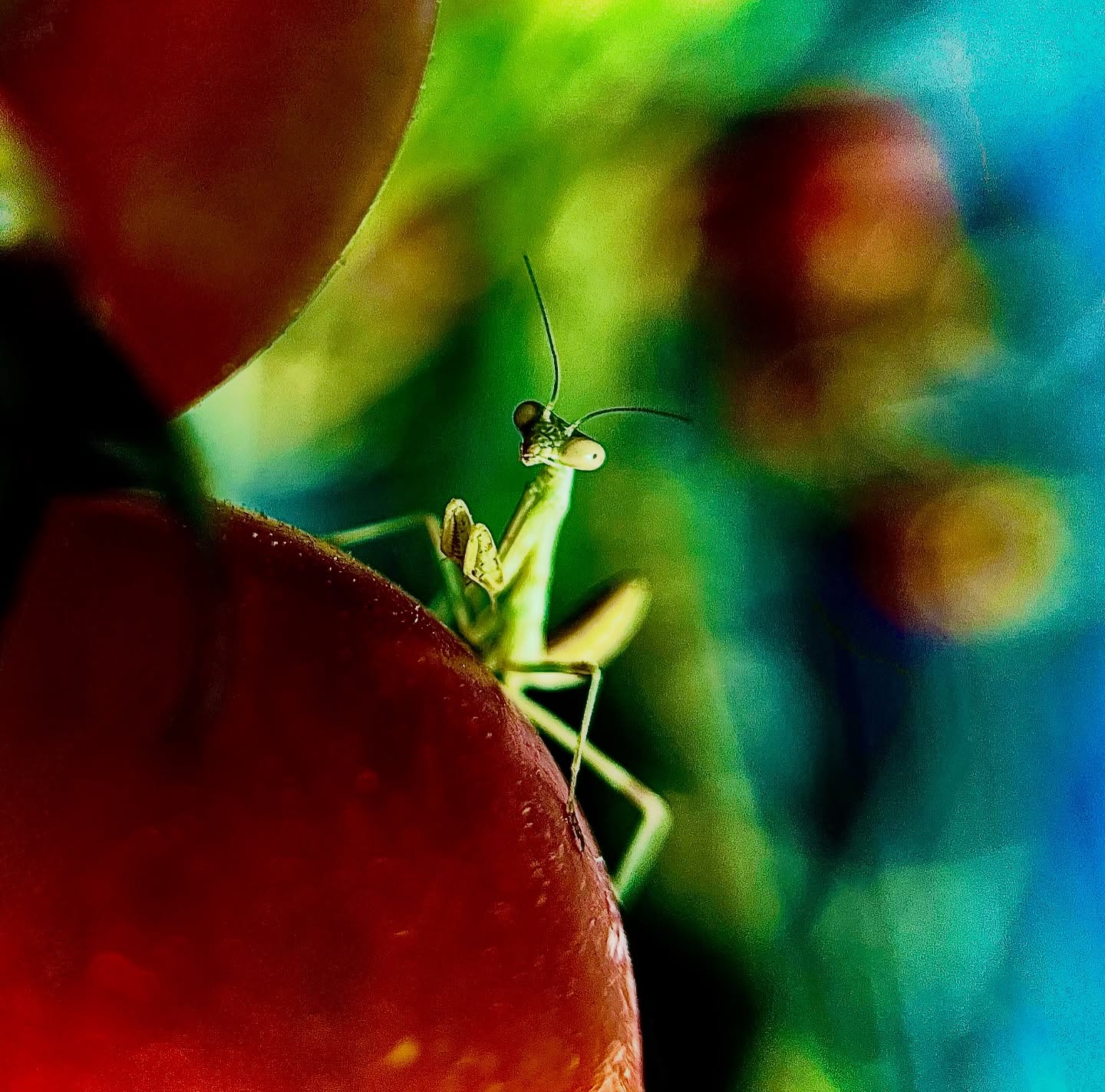 Praying mantis perched on a deep red leaf