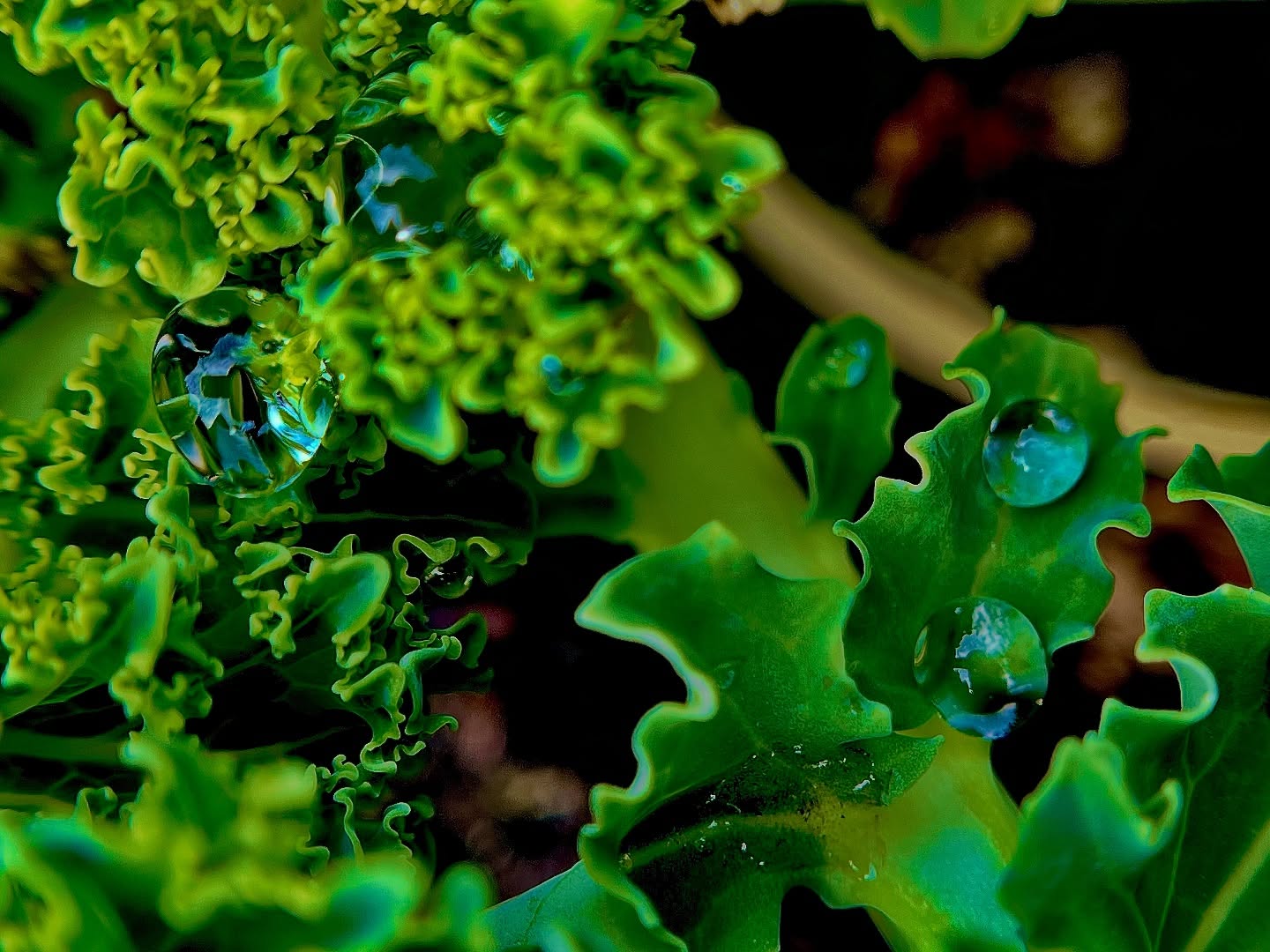 Water droplets magnifying the surface of curled kale