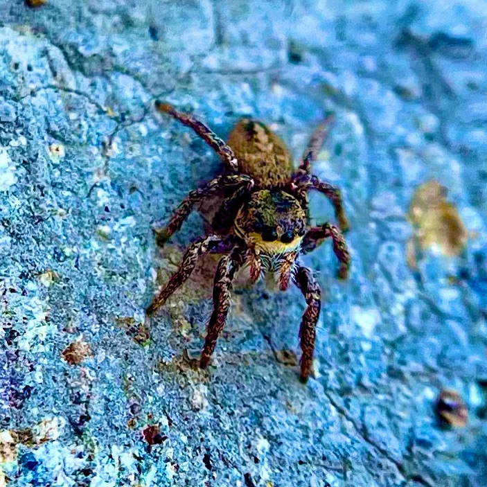 Small jumping spider viewed close up