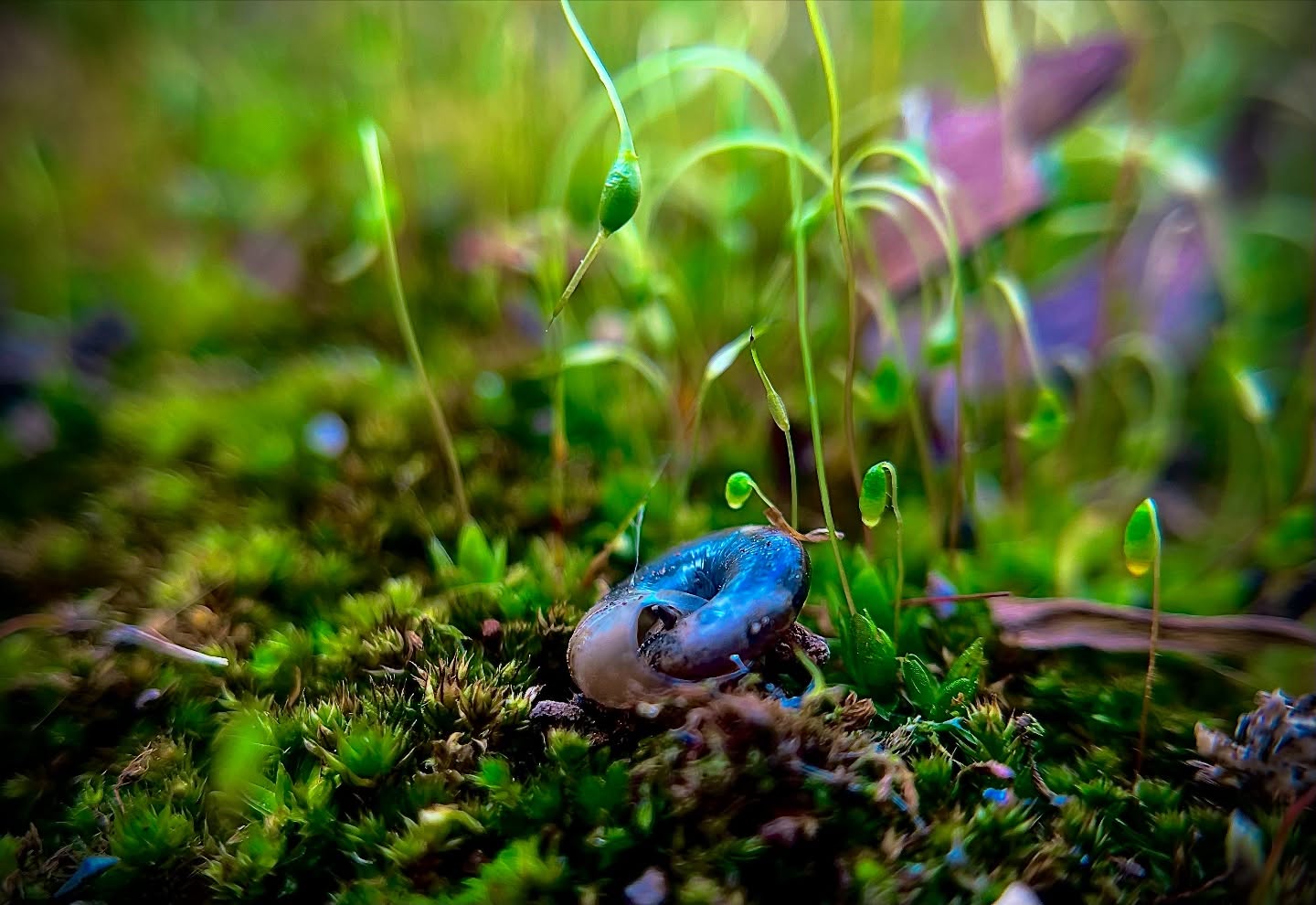 Tiny blue-gray snail among bright green moss