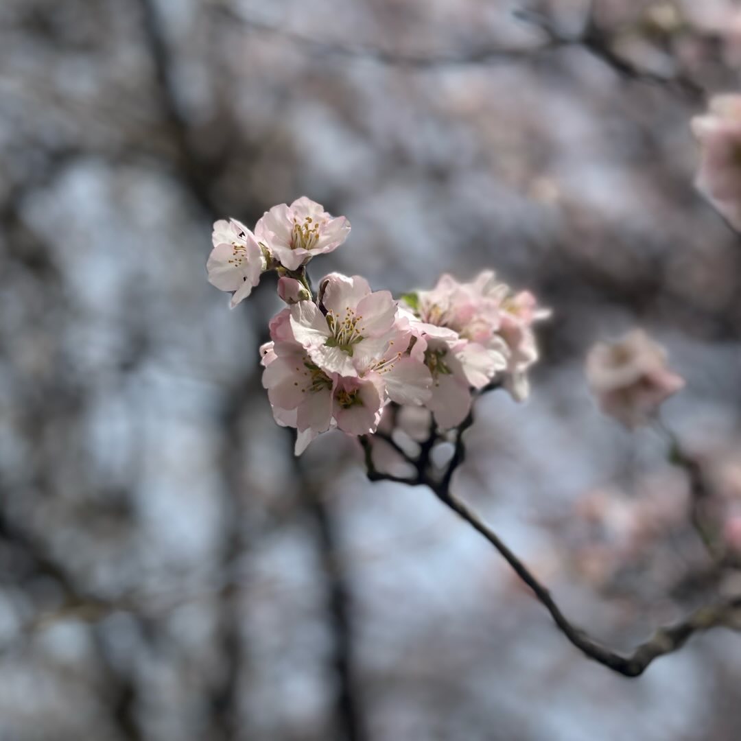Pale pink blossoms on a dark branch